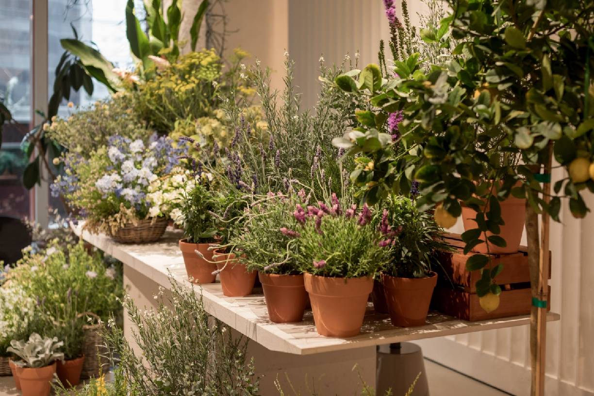 Baxter春日绿洲  (14).JPG